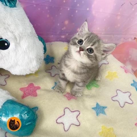 スコティッシュフォールド