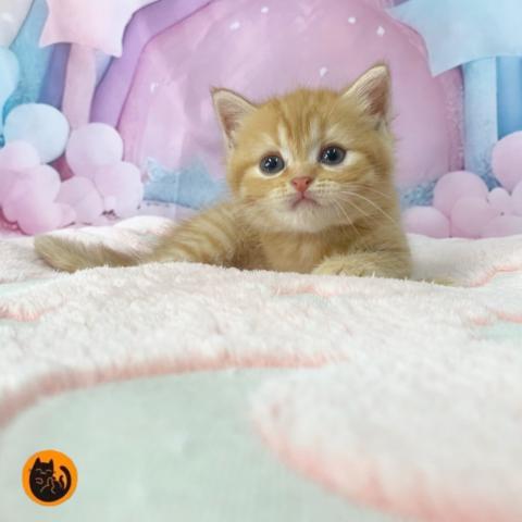 スコティッシュフォールド