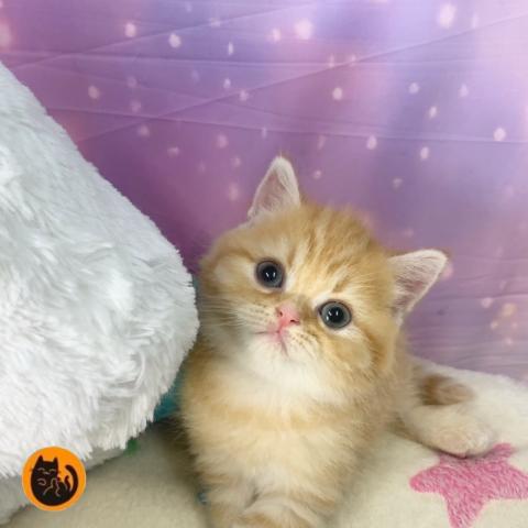 スコティッシュフォールド