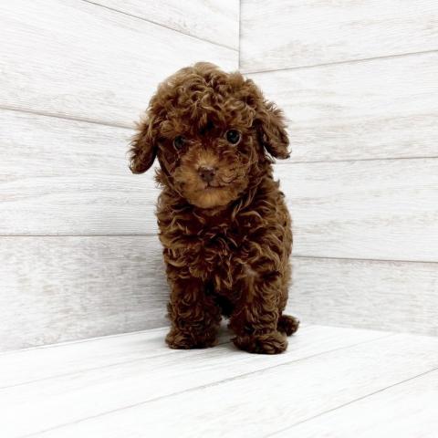 トイプードル