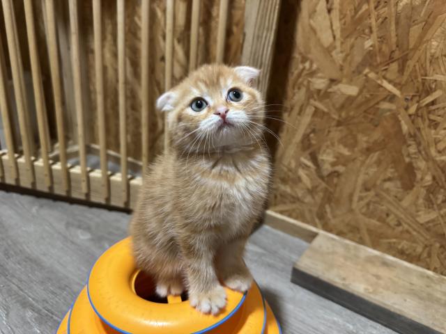 スコティッシュフォールド