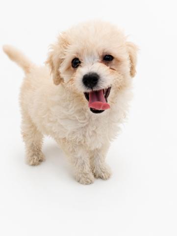 犬ハーフ(ビションフリーゼ×トイプードル)