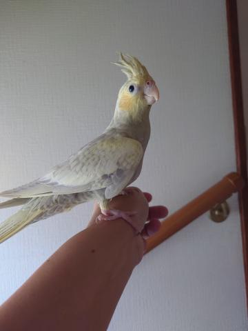 オカメインコ　SLYCエメラルドパール