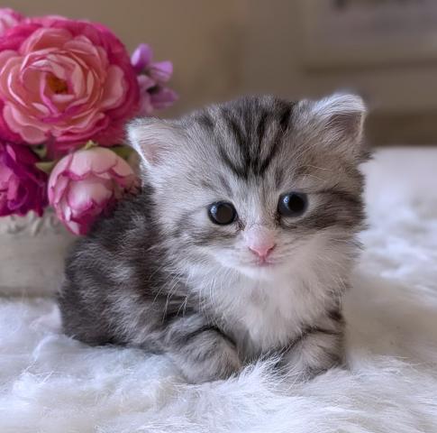 ノルウェージャンフォレストキャット