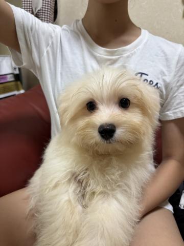 MIXポメプー