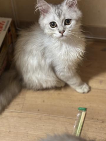 ペルシャ・ヒマラヤン
