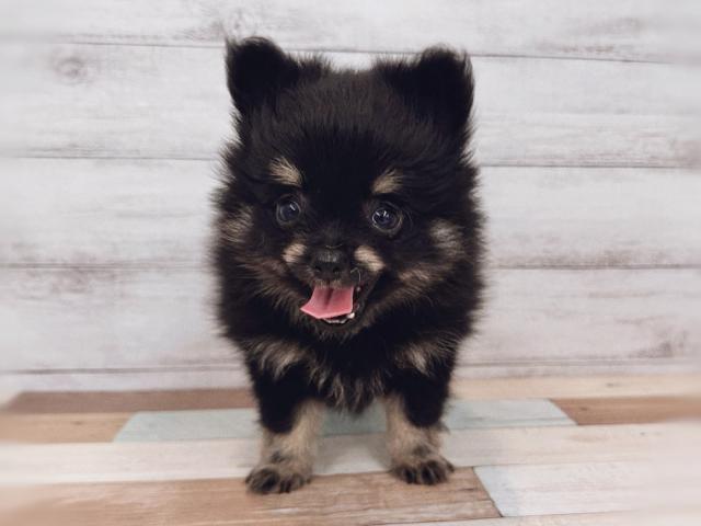 ポメラニアン
