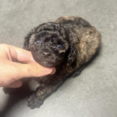 トイプードル(ティーカップ〜小さめタイニー)超希少カラー💖プレミアムガール