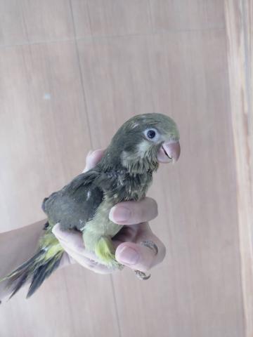 オキナインコ　オリーブ