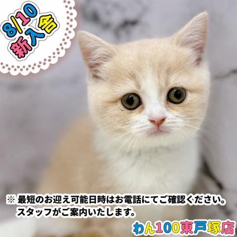 スコティッシュフォールド【動画あり】まんまるお顔が可愛らしいスコちゃん