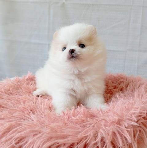 ポメラニアンの写真5