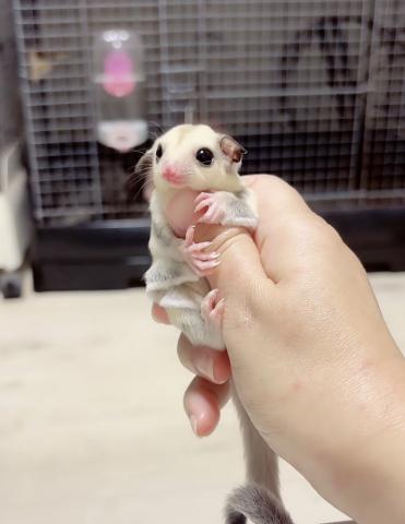 プラチナヘテロリューシ