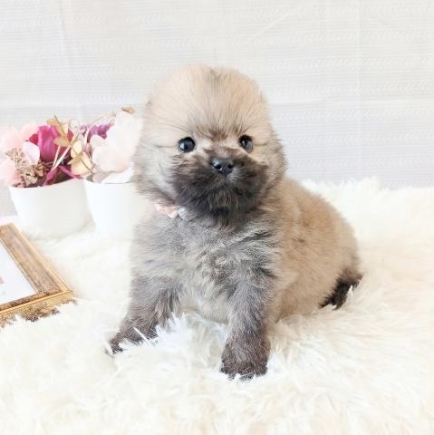 ポメラニアン