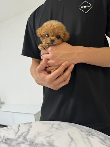 トイプードル🧸❤️ティーカッププードル🧸❤️