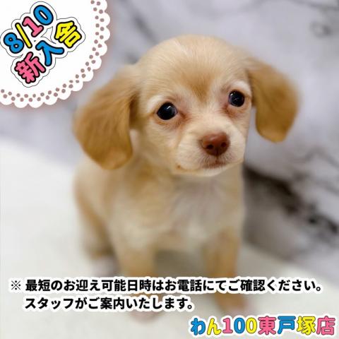 MIXチワワ×Mダックス