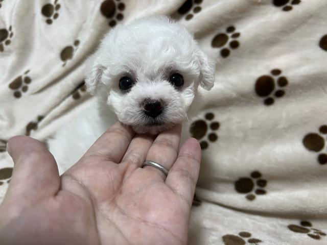 ビションフリーゼ