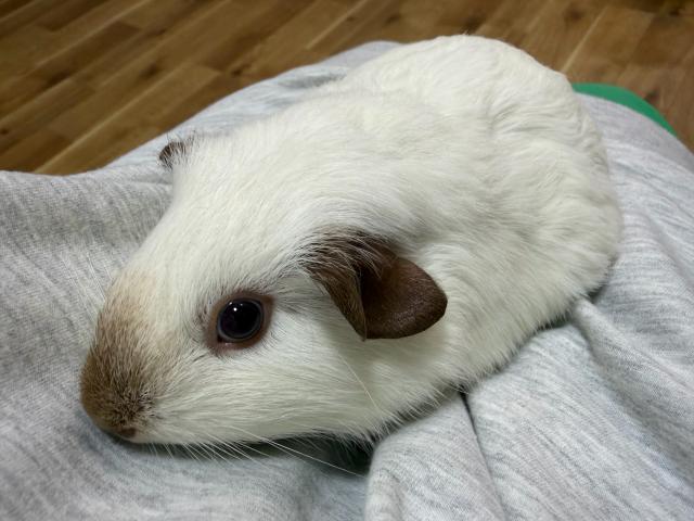 モルモット 