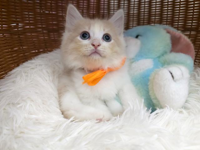サイベリアン両親遺伝子クリア🍊ぶんたん