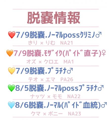 フクロモモンガ 