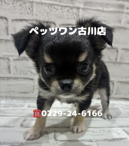 チワワ