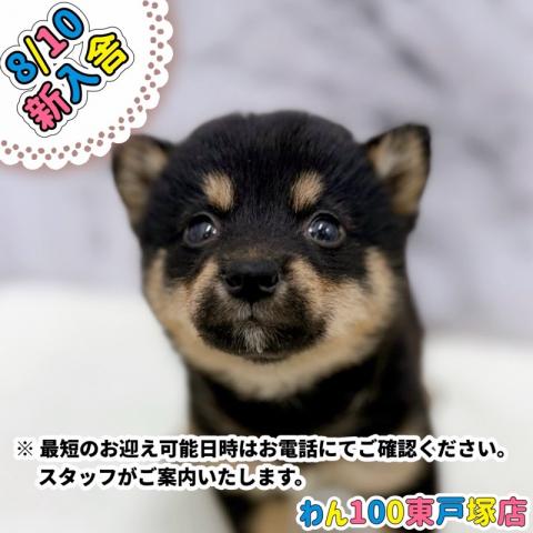 MIXマルチーズ×(チワワ×トイプードル)【動画あり】珍しい色の