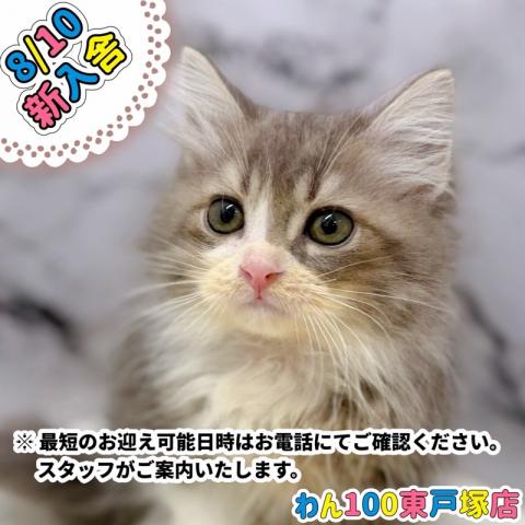 サイベリアン