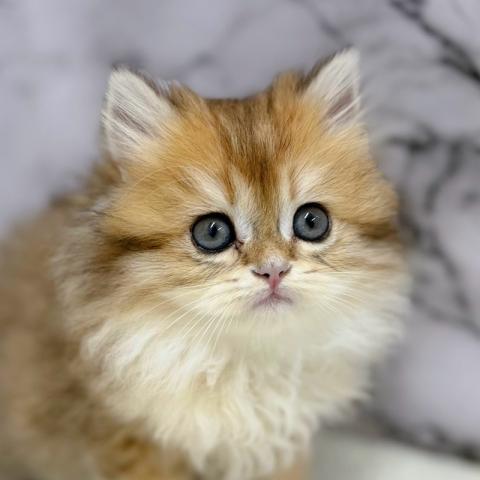 ブリティッシュショートヘア【動画あり】なんと‼️とっても珍しいゴールデンカラーのロングヘアー!この価格はあり得ません‼️気になる方はお早めに