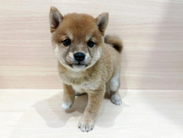 柴犬豆柴犬