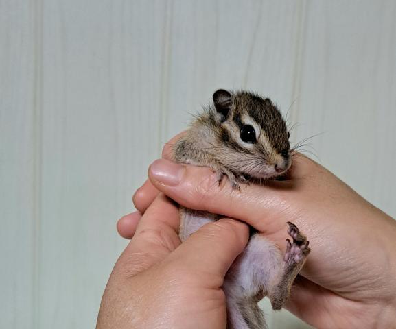 シマリス