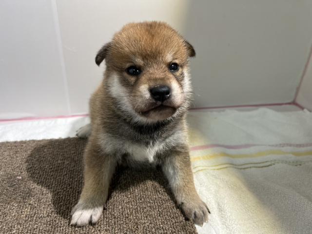 柴犬