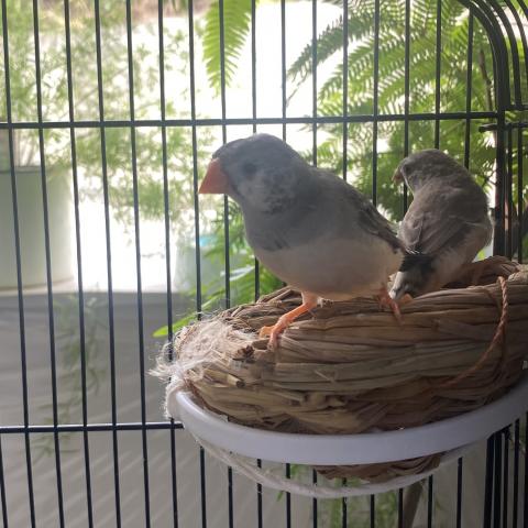 錦華鳥メス