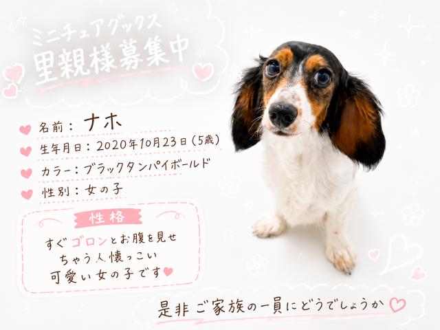 ミニチュアダックスフンド