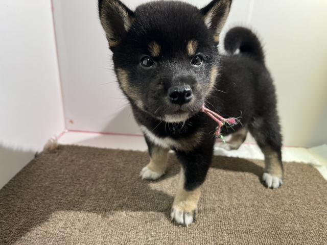 柴犬