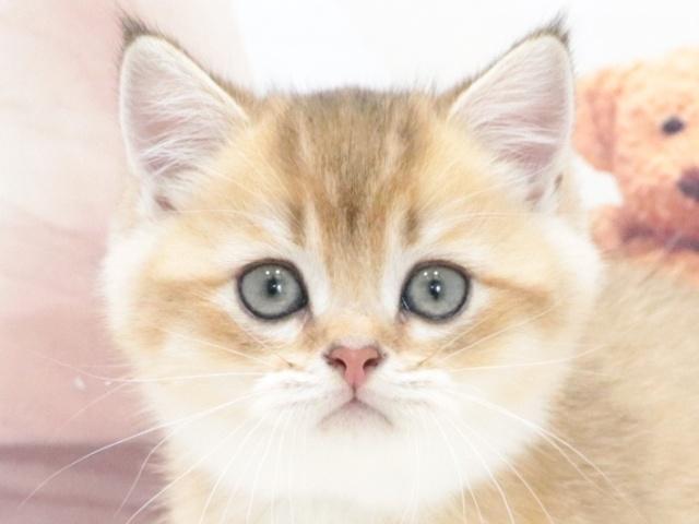 ブリティッシュショートヘア