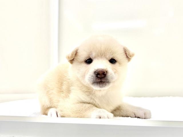 豆柴犬 390