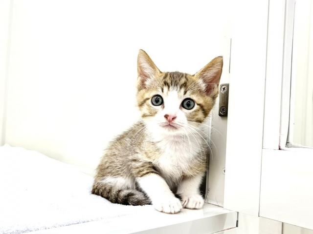 日本猫　049