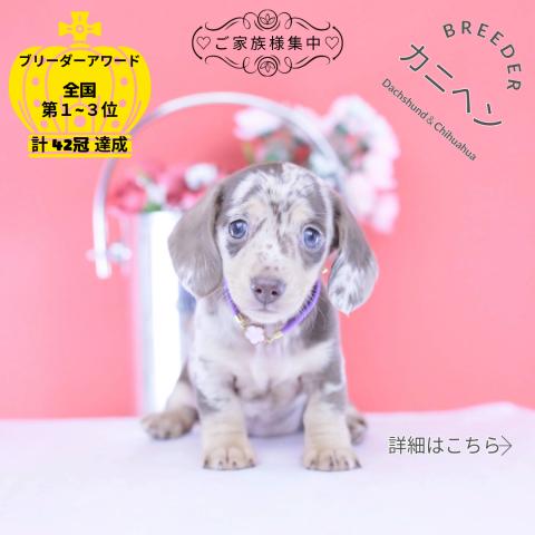 カニヘンダックスフンド スムース