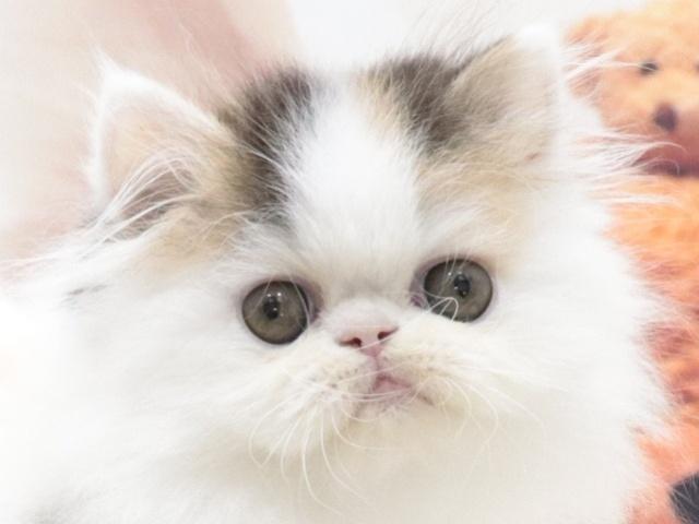 エキゾチックロングヘアー
