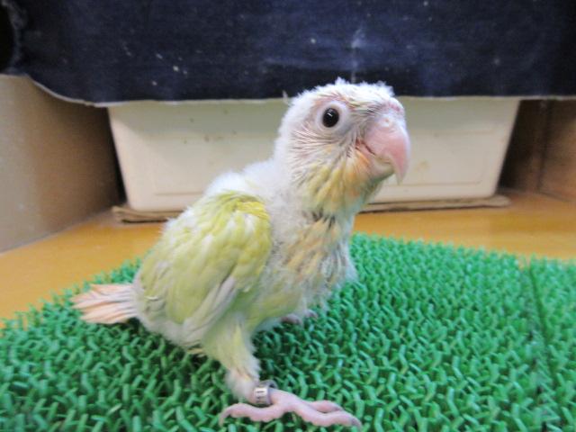ホオミドリウロコインコ