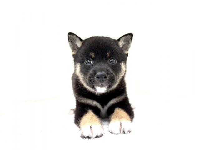 豆柴犬　637