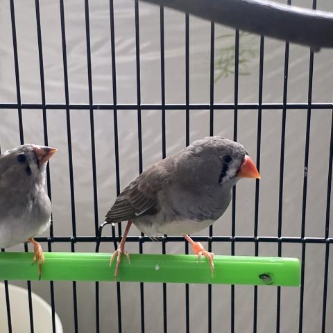 錦華鳥 若メス