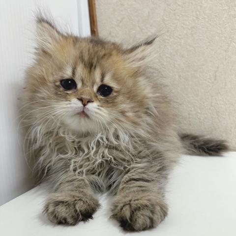 ペルシャ・ヒマラヤン