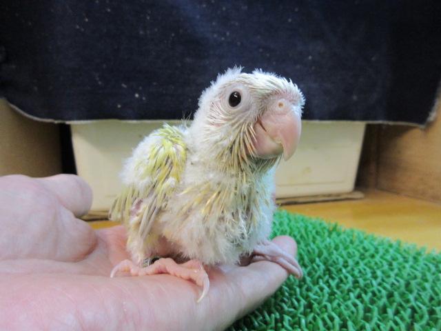 ホオミドリウロコインコ