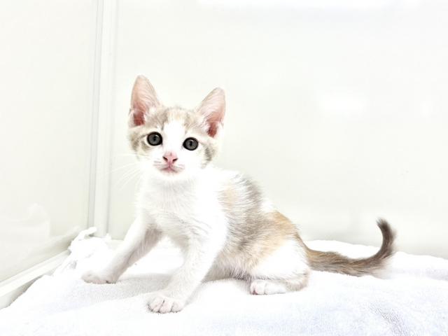 日本猫 049