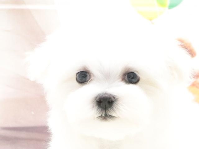 マルチーズ