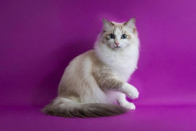 Lovely cat