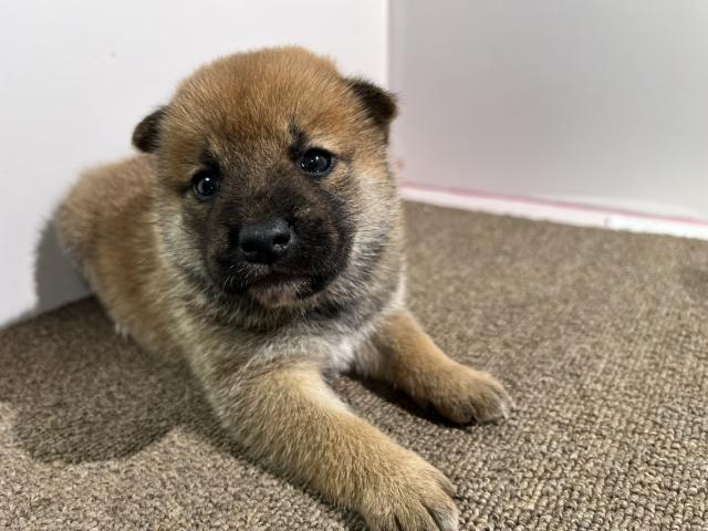柴犬