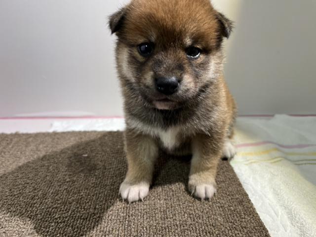 柴犬