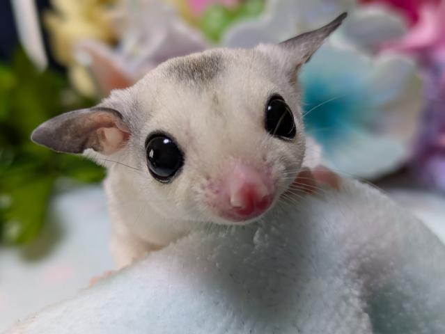 モザイク