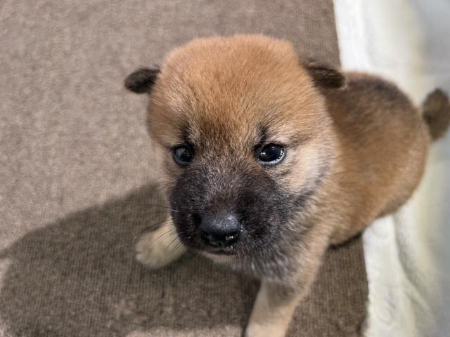 柴犬